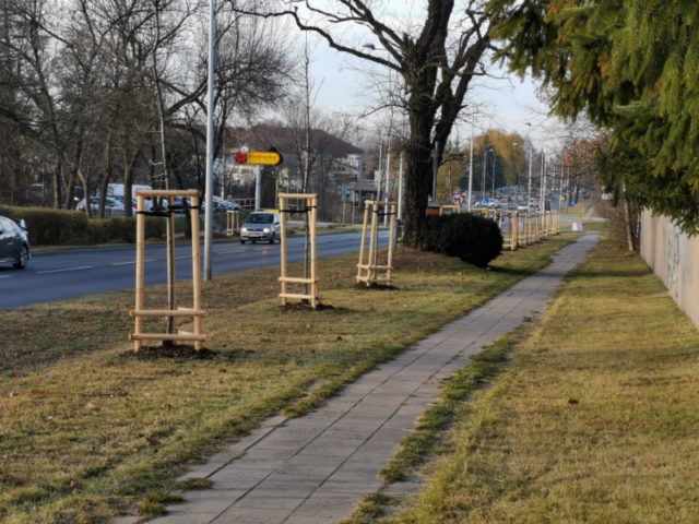 Jesienne sadzenie drzew w Częstochowie. W dwa lata posadzono ich 3,5 tysiąca!